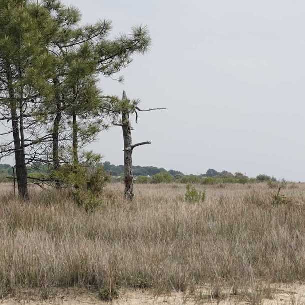 Visite guidée de la réserve naturelle des prés salés